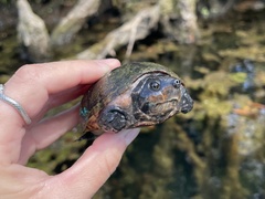 Sternotherus intermedius