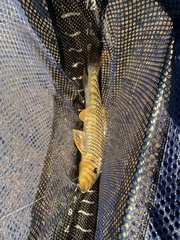 Hypentelium nigricans