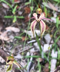 Caladenia cardiochila