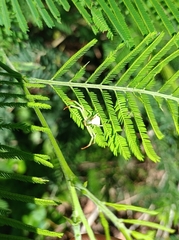Thomisidae