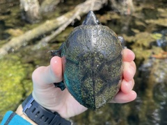 Sternotherus intermedius