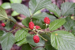 Rubus sapidus