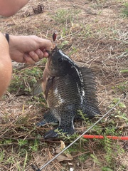 Oreochromis