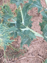 Argemone polyanthemos