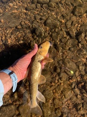 Hypentelium nigricans