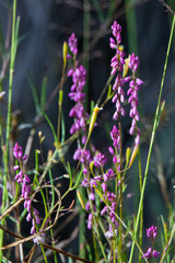 Comesperma ericinum