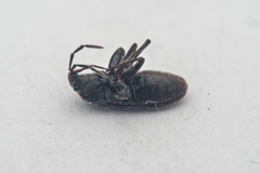Megalonotus dilatatus