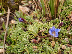 Gentiana sedifolia