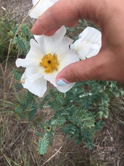 Argemone polyanthemos