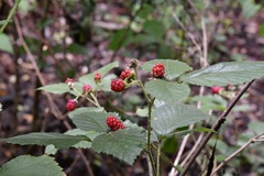 Rubus sapidus