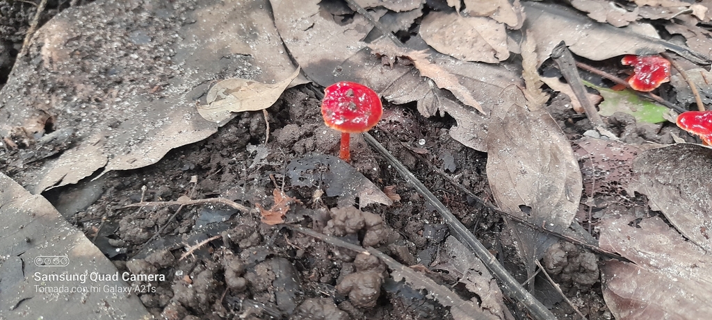 Hygrocybe minutula · September 2022 · photo: © carlosceballos2416 (iNaturalist, cc0)