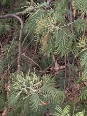 Acacia dealbata