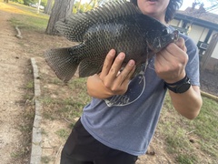 Oreochromis