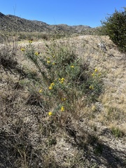 Senecio flaccidus monoensis