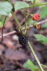 Rubus sapidus
