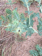 Argemone polyanthemos