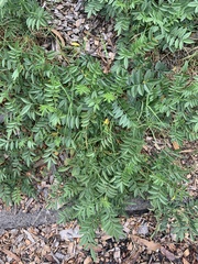 Glycyrrhiza lepidota