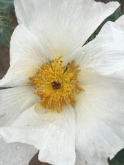 Argemone polyanthemos