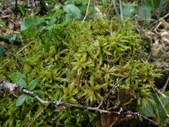 Climacium dendroides