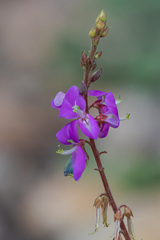 Desmodium uncinatum
