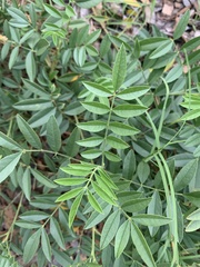 Glycyrrhiza lepidota