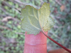 Halerpestes cymbalaria