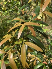Podocarpus elatus