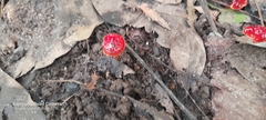 Cruentomycena viscidocruenta