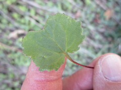 Halerpestes cymbalaria