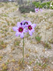Leucocoryne purpurea