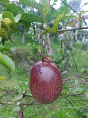 Passiflora edulis flavicarpa