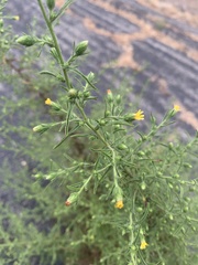 Dittrichia graveolens