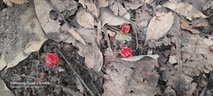 Cruentomycena viscidocruenta