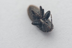 Megalonotus dilatatus