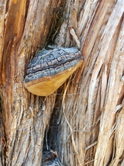 Phellinus arctostaphyli