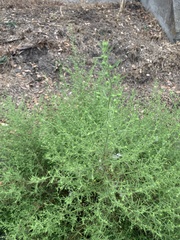 Dittrichia graveolens