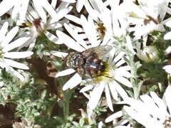 Paradejeania rutilioides