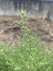 Dittrichia graveolens
