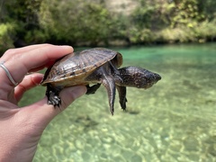 Sternotherus intermedius