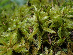 Climacium dendroides