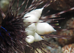 Echineulima robusta