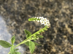Heliotropium angiospermum