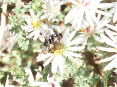 Paradejeania rutilioides