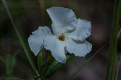 Mandevilla hypoleuca