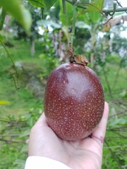 Passiflora edulis flavicarpa