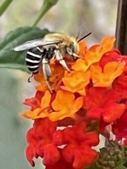 Anthophora californica