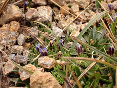 Gentiana sedifolia