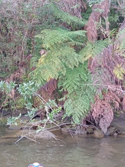 Lophosoria quadripinnata