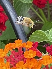 Anthophora californica