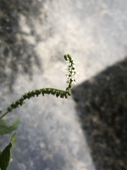 Heliotropium angiospermum